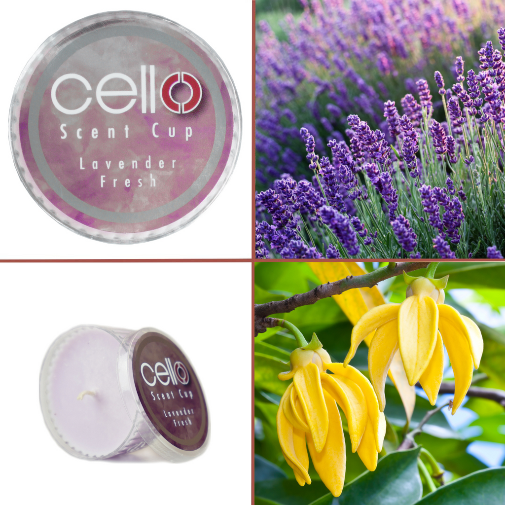 Cello Scent Cup - Lavender Fresh | Collectables