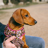 Frank Barker Harness Leopard