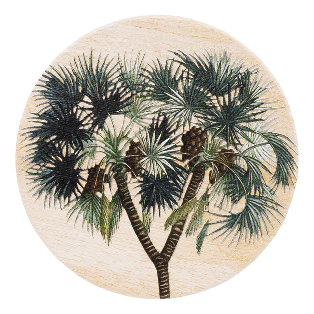 Splosh Exotic Ceramic Coaster Yucca