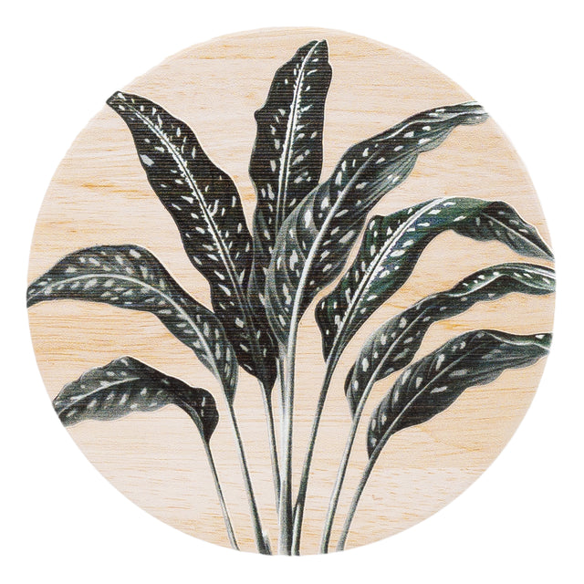 Splosh Exotic Ceramic Coaster Fern