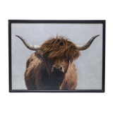 Gleneagles - Highland Cow - 3D Canvas Frame