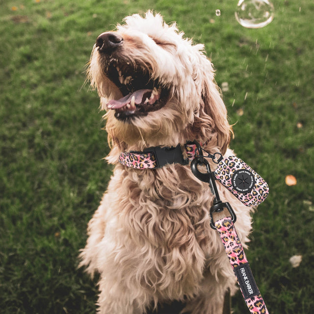 Dog wearing the Frank Barker leopard print lead and matching collar