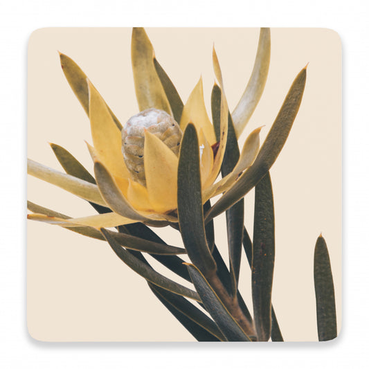 Splosh Flourish Ceramic Coaster - Natural